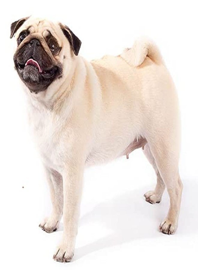 Pet Believe طقم حزام ومقود قابل للتعديل من بيت بيليف لجميع سلالات الكلاب (أحمر) - Image 2